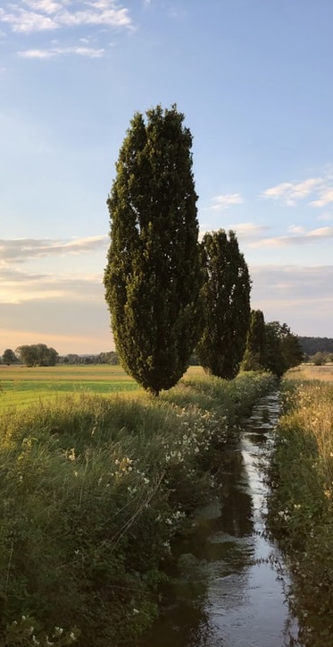 Copertina vigneto nebbia photo 1558595827 f89bba7551e8