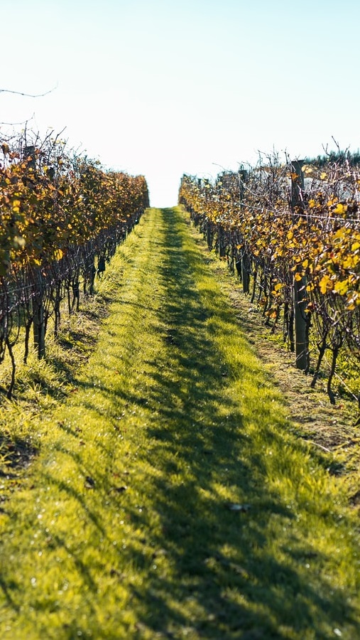 Copertina vigneto autunno photo 1561065270 ec9b78e844af