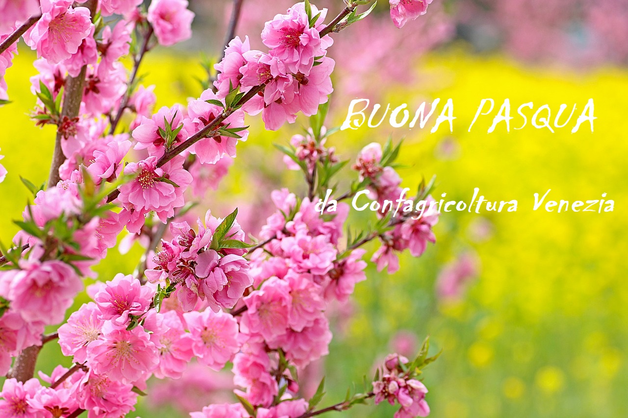Pasqua flowers also 2723842 1280