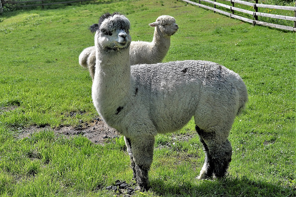 alpacas 3392792 1920