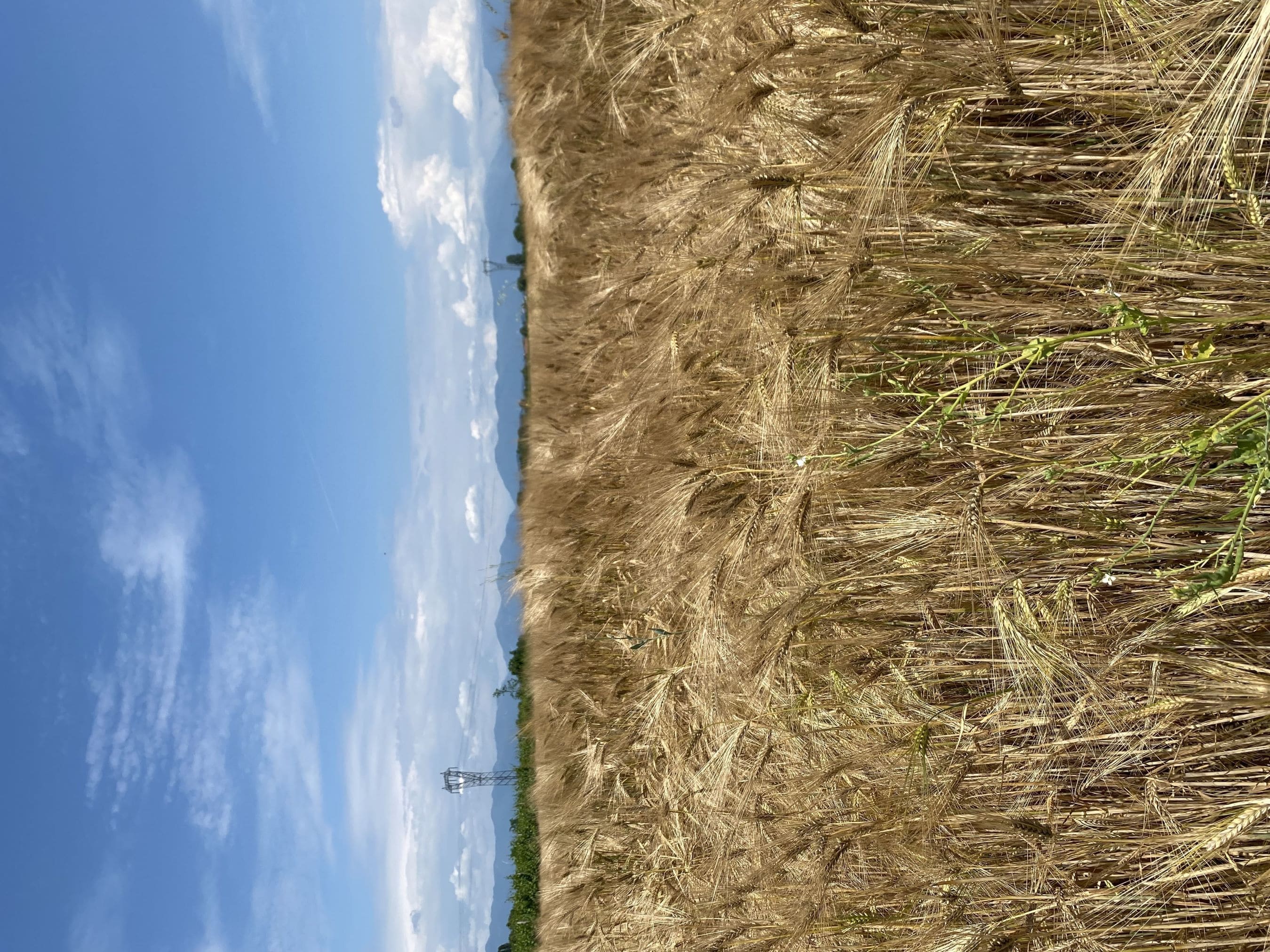 Copertina greening fossato con alberi photo 1595573740999 3cd46ec2fa20