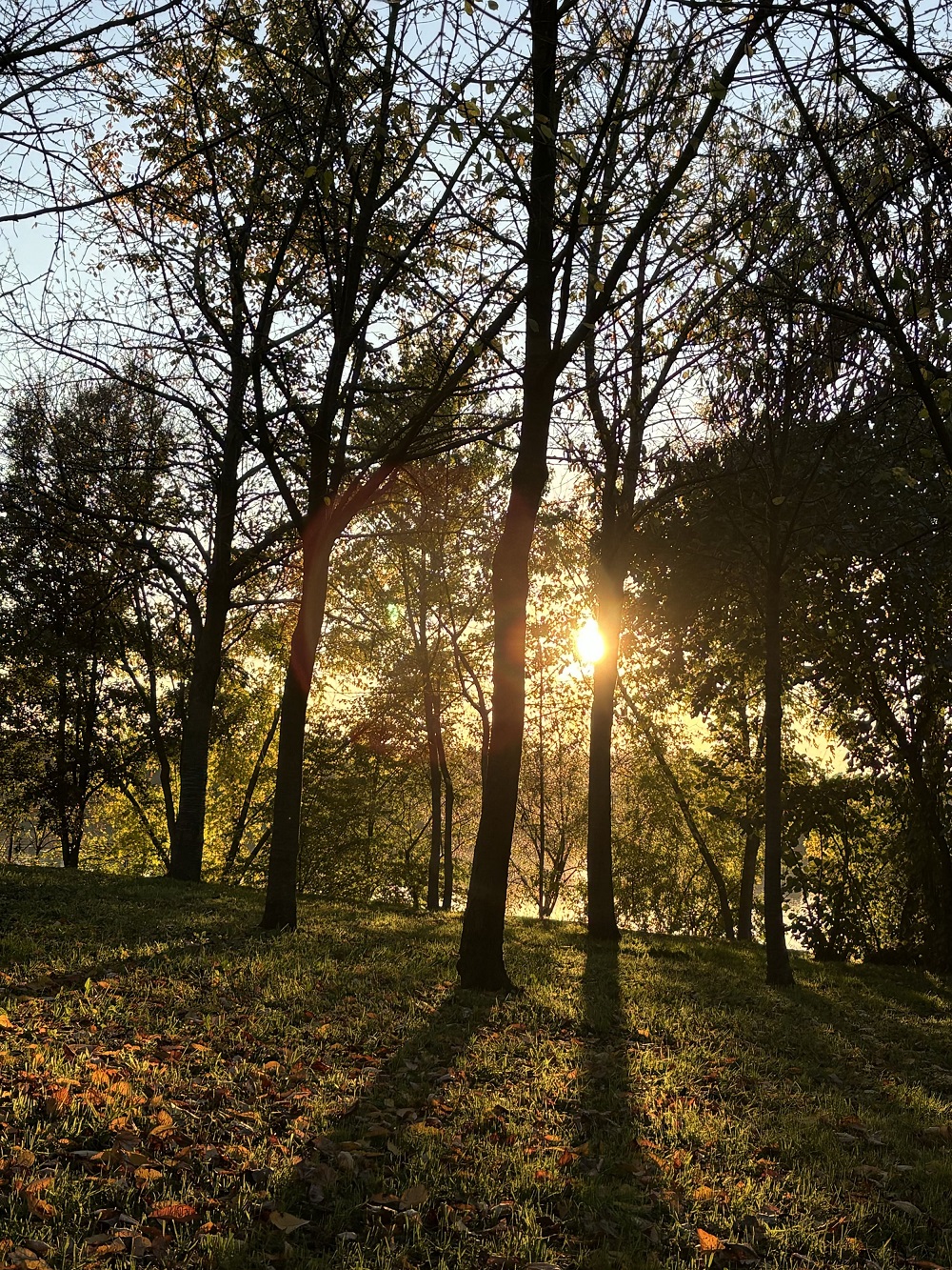 vigneto bosco photo 1563514227147 6d2ff665a6a0