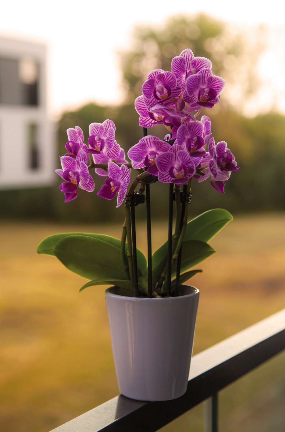 fiore dimitri houtteman 7W VbGkj7lg unsplash 1