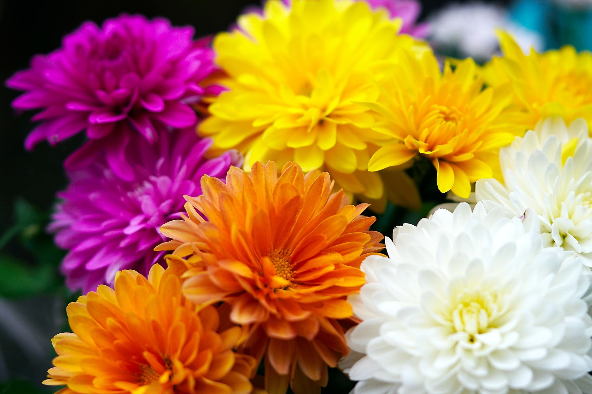 vivaio crisantemi chrysanthemums g830eba26e 1920