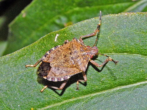 Cimice Halyomorpha halys