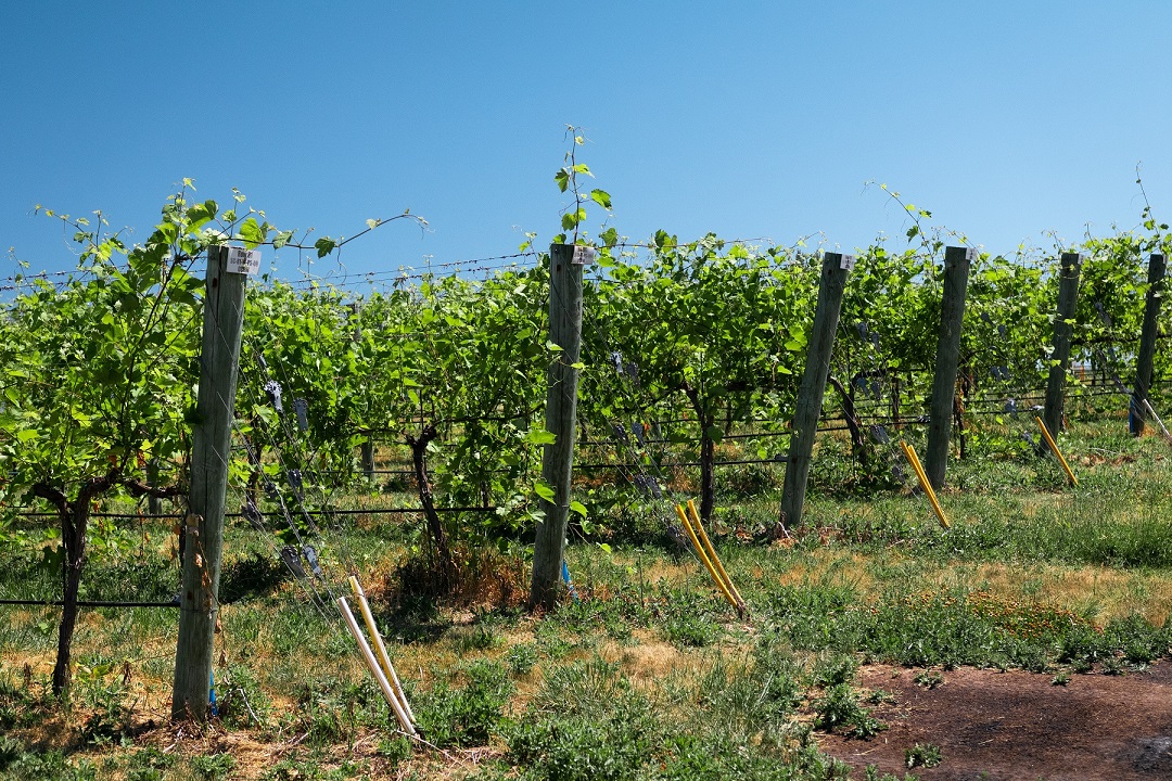 Uva Pinot Grigio photo 1565935120968 2536840675a9