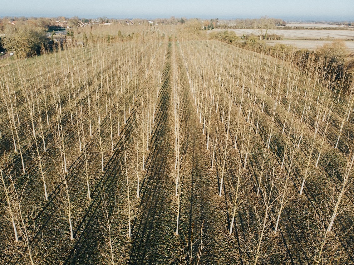 pioppeto matt seymour Dwt1Ozz1Qfc unsplash