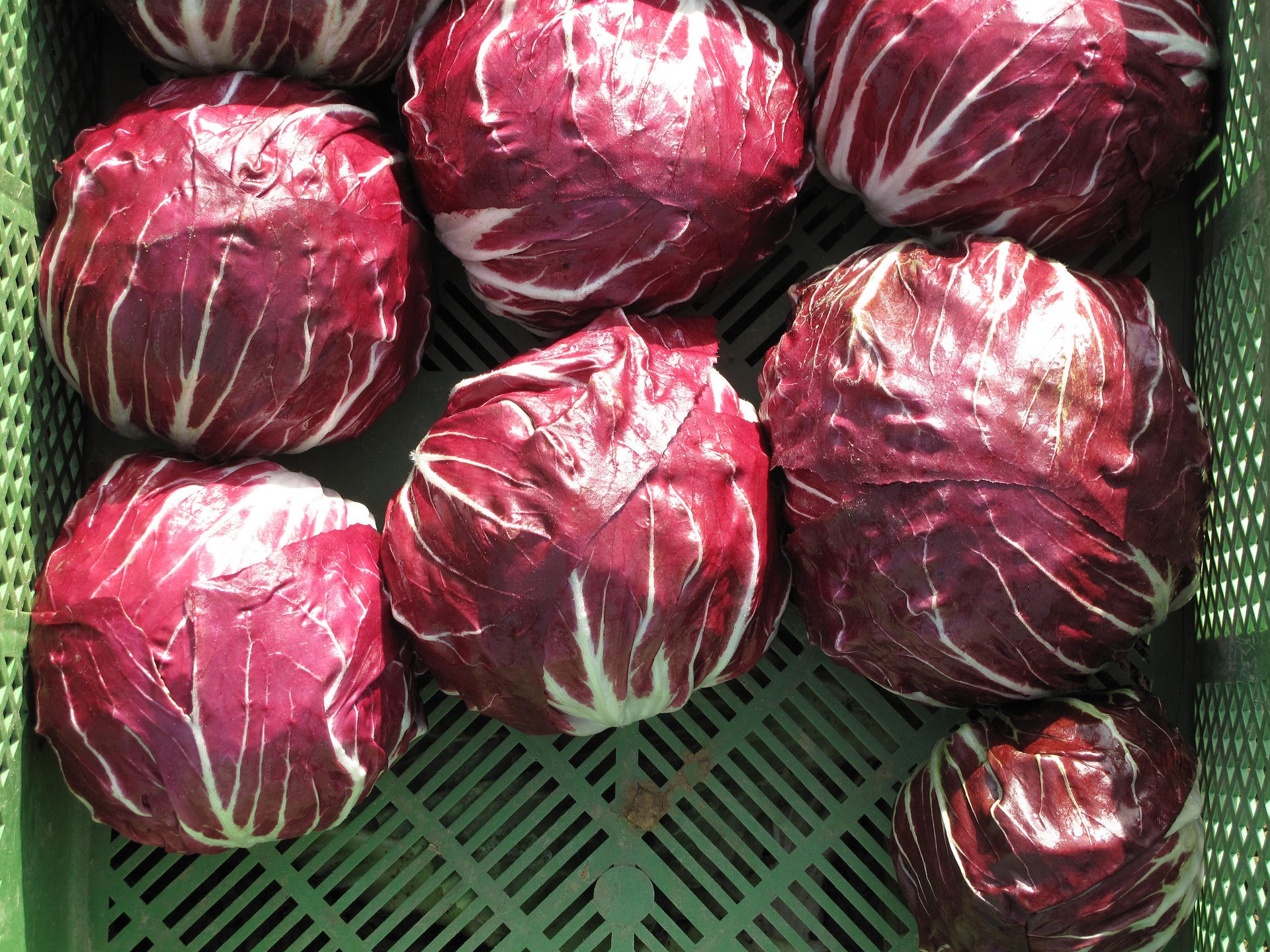 radicchio 2716590 1920