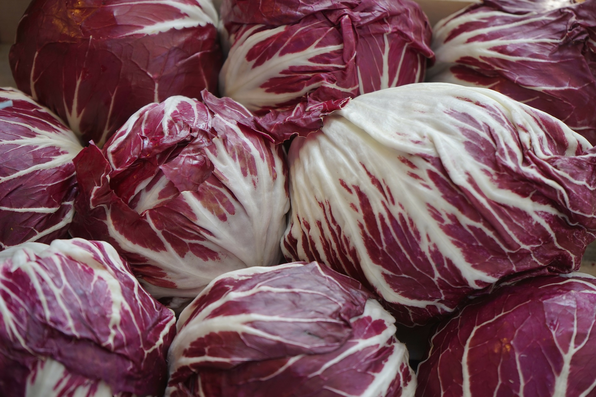 radicchio chioggia