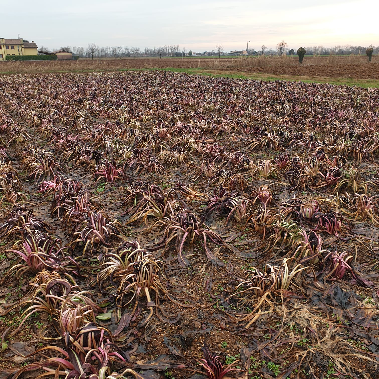 radicchio lasciato sul campo