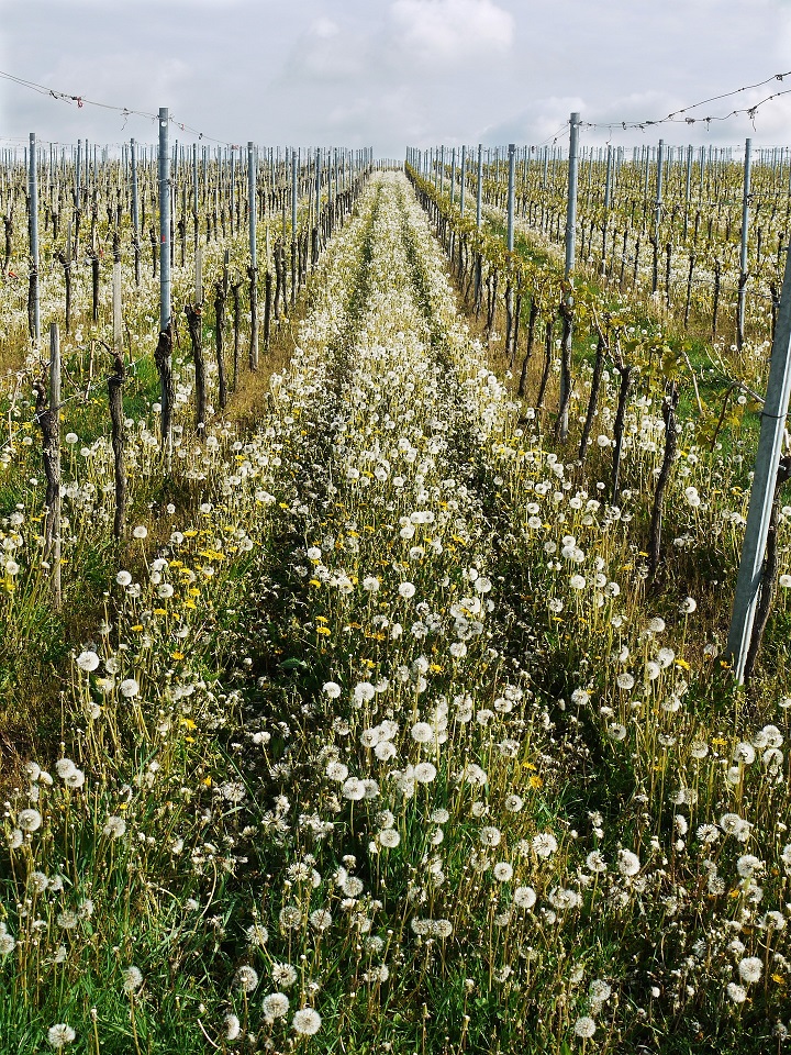 vigneto soffioni vineyard 1510659 1920