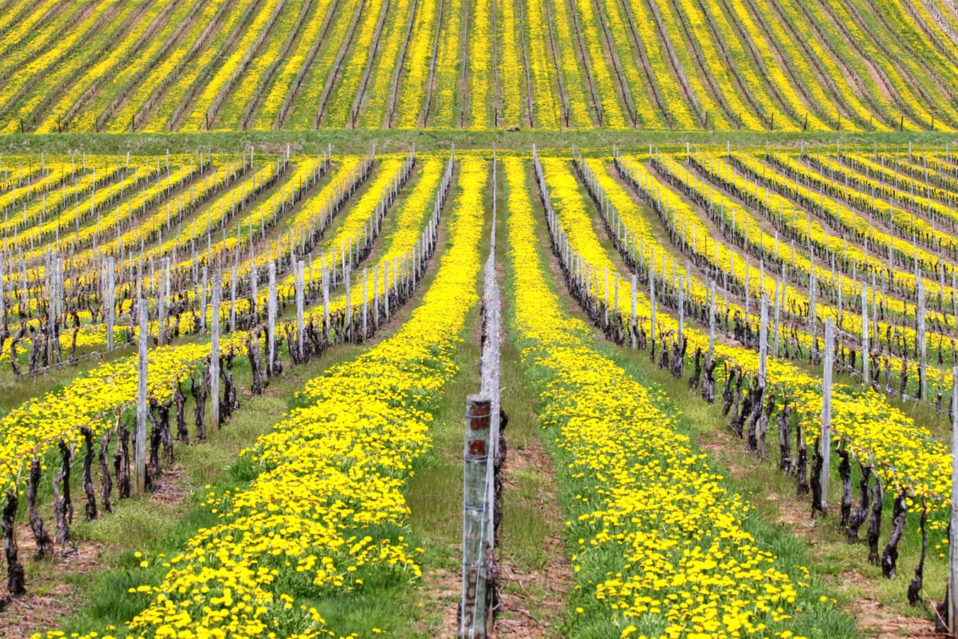 vigneto sostenibile photo 1502027566796 ed21d1abd7fc